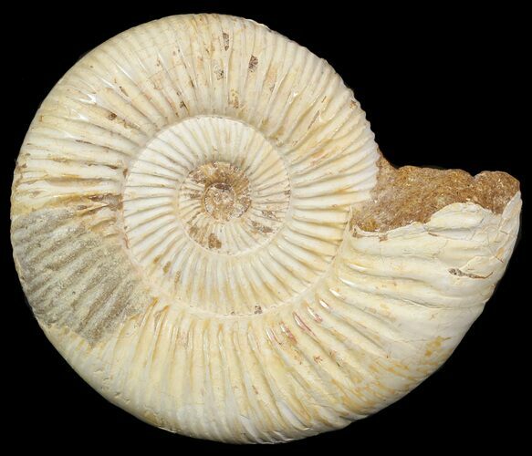 Perisphinctes Ammonite - Jurassic #46894